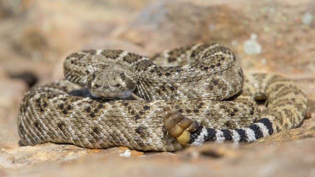 Western Diamond-backed Rattlesnake