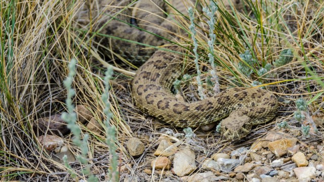 Prairie Rattlesnake