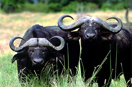 Cape buffalo