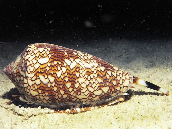 Cone-snail