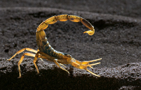 Scorpion_Death stalker