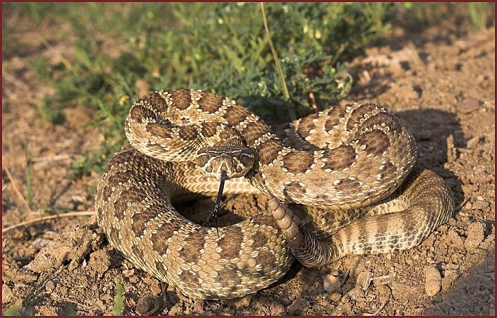 prairie_rattlesnake2