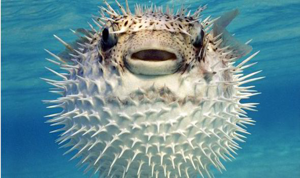 pufferfish-deadly-