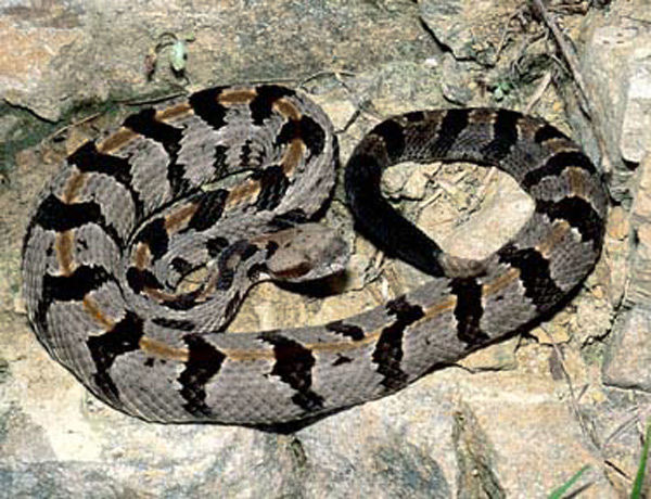 timberrattlesnake