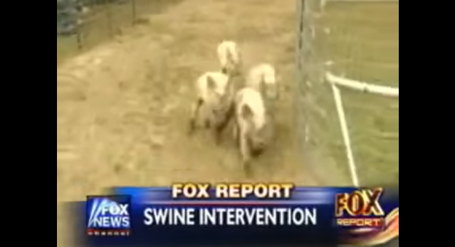 Texas Man Holds Pig Races to Protest Islamic Neighbor’s Request to Move or Get Rid of Pigs