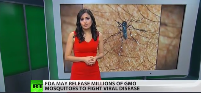 Millions Of GMO Mosquitos To Be Set Loose In Florida?