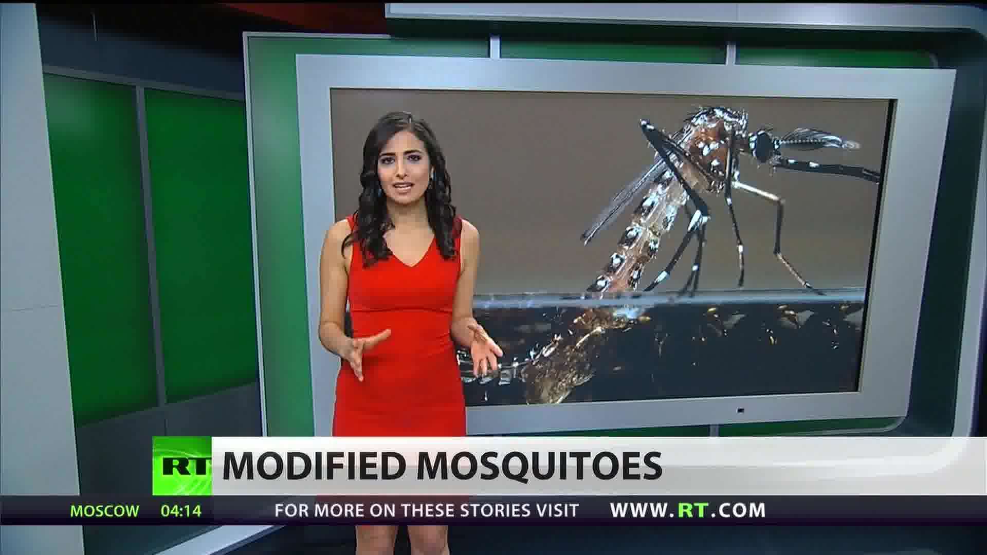 GMO Mosquitoes Heading to the Florida Keys