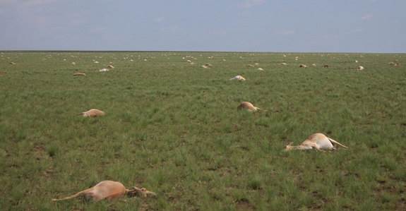 60,000 Antelope Dies Within Four Days, Nobody Can Say Why