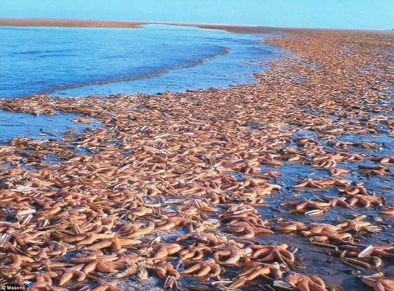 The Mystery of Masses of Dead Birds along the West Coast