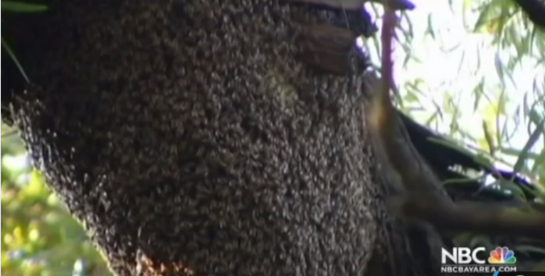 Killer Bees Invade San Francisco Bay Area Truth And Action