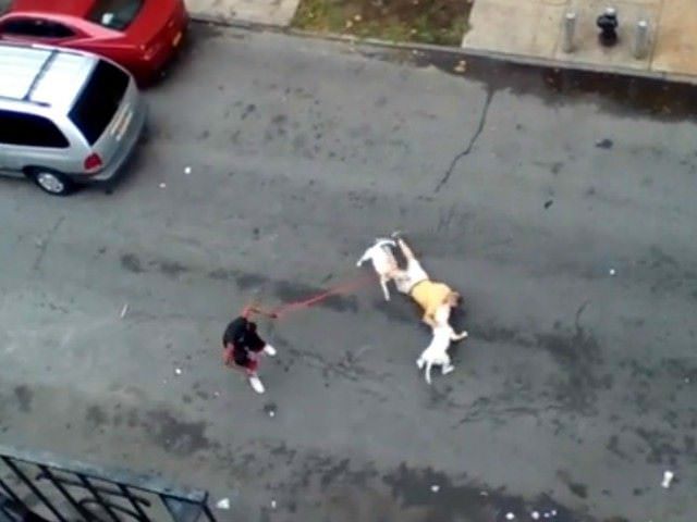 Shock Video: Woman Orders Pitbulls to Attack Man