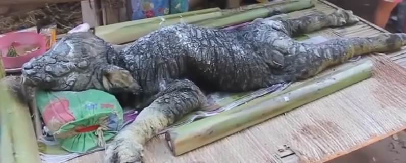 Villagers Pray Upon Finding Terrifying Creature, ‘Cross Between Crocodile and a Buffalo’