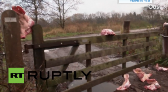 Local Authorities Label Use of Pig Heads Against Migrants As ‘Environmental Crime’