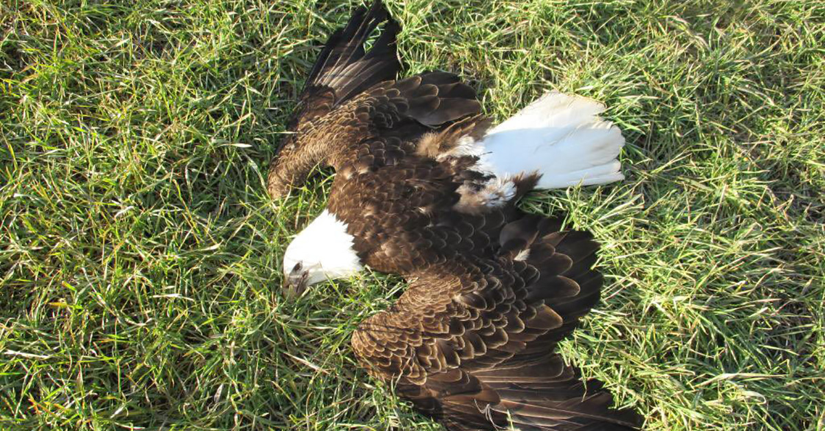 Authorities Suspect Human Element In Case Of 13 Dead Bald Eagles