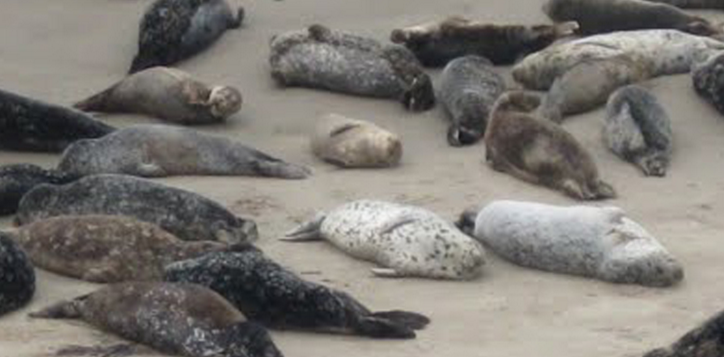 California Baby Seals Suffered 100% Death Rate For Past Year