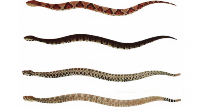 Can You Identify These Six Deadly, Highly Venomous Snakes? | Truth And ...