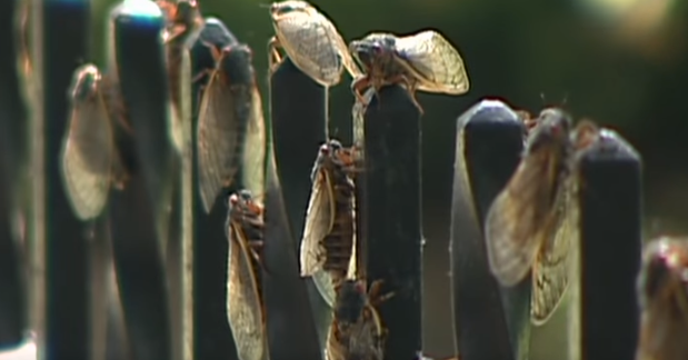 Billions upon Billion of Bugs Set to Serenade the East Coast