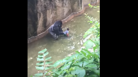 Outrage over Black Gorilla Killed for ‘White Privilege’