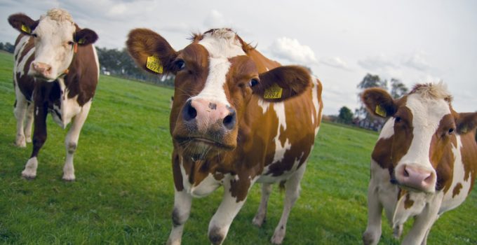 California Declares War on Cow Farts with Specialized Weapons