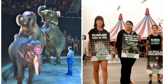 PETA Wins: Ringling Bros. Circus Closes After Nearly 150 Years