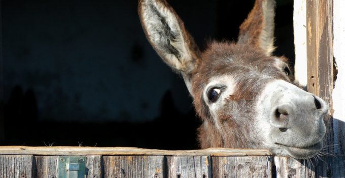 15 Moroccan Teenagers Get Infected with Rabies After Raping a Donkey